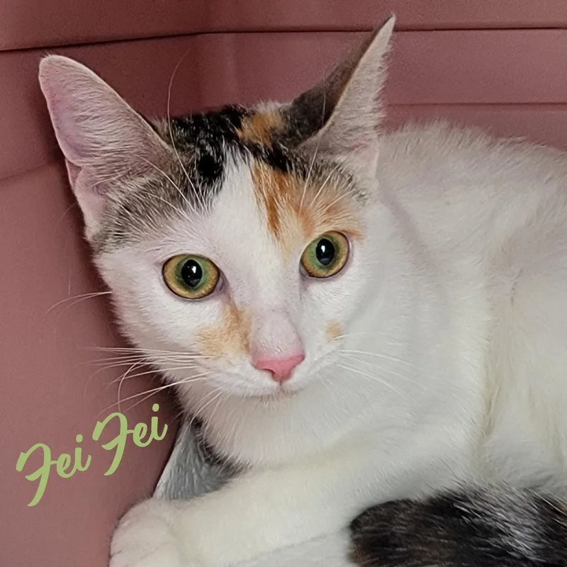 Fei Fei softbunnyfur thumbnail 3