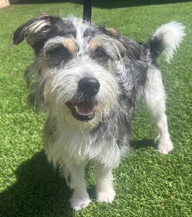 A young small-sized male Schnauzer dog named Butchjasper for adoption in Dallas, TX