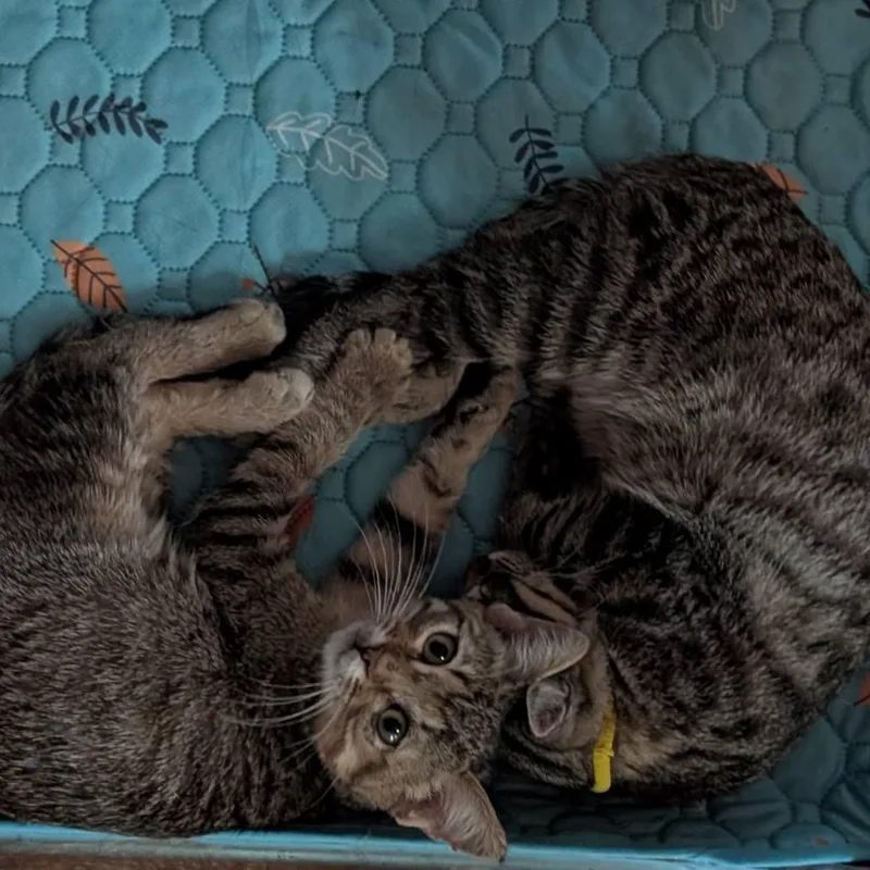 A baby small-sized female Tabby (Brown / Chocolate) Domestic Short Hair cat named Eden & Wren for adoption in Mabank, TX