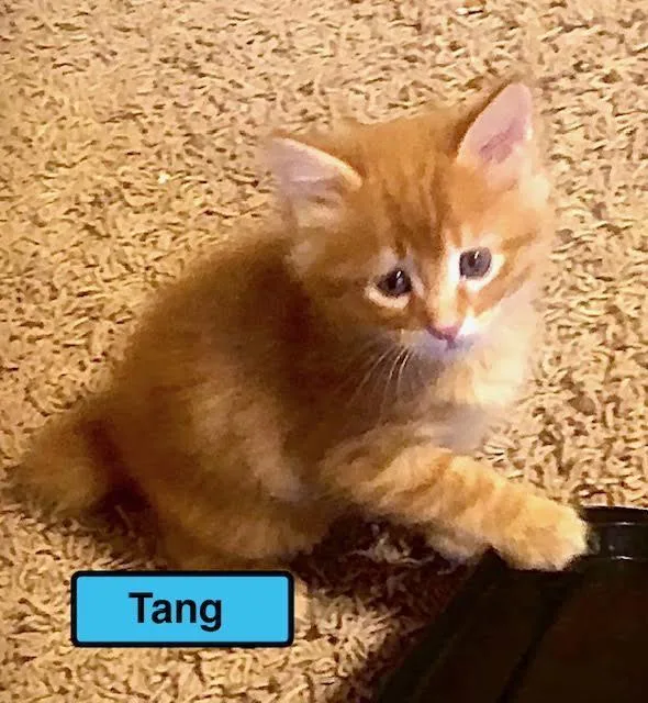 A baby medium-sized male Domestic Short Hair cat named Tang for adoption in Zimmerman, MN