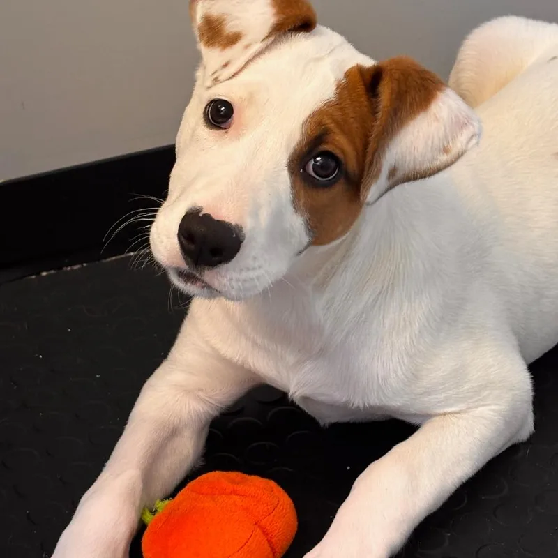 A baby medium-sized female White / Cream Mixed Breed dog named Emily for adoption in Cranston, RI