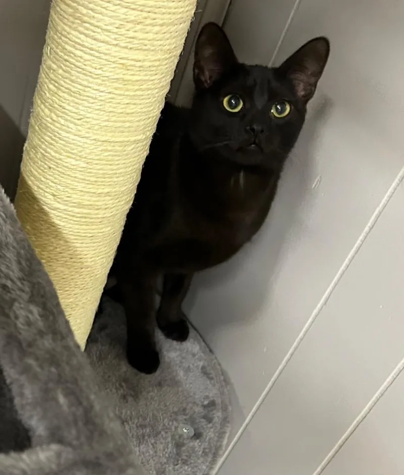 Loblolly thumbnail 2