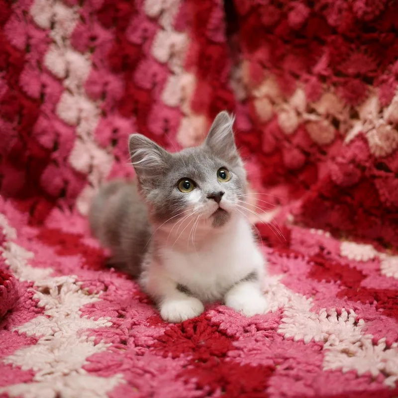 A baby small-sized male Gray / Blue / Silver Domestic Short Hair cat named Boom for adoption in Wichita, KS