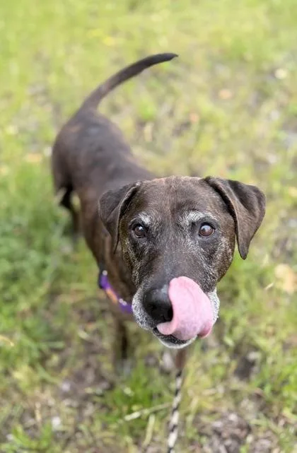 A senior large-sized male Pit Bull Terrier dog named Braxton for adoption in Burlington, WA