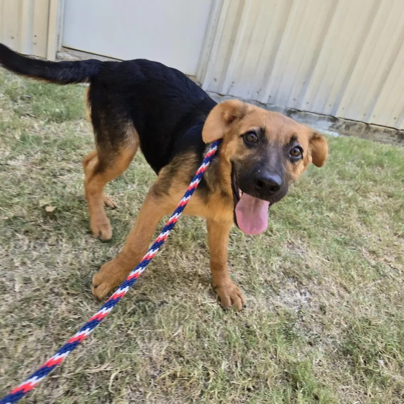 A baby medium-sized female Bicolor Retriever dog named Rasberry for adoption in Mansfield, TX