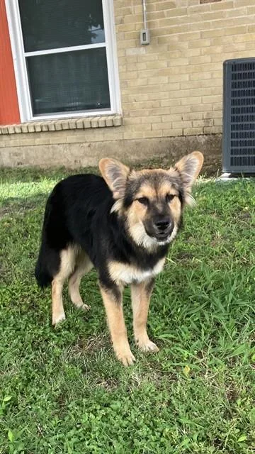 A young large-sized female German Shepherd Dog dog named Princess for adoption in Dallas, TX