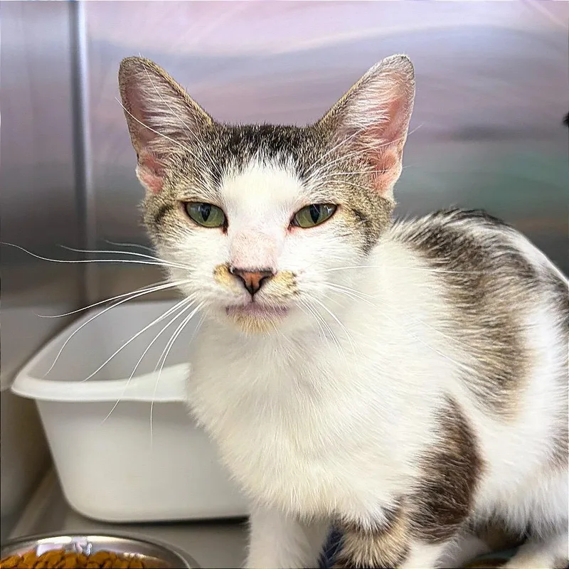 A young small-sized female Domestic Short Hair cat named Mollie for adoption in Hannibal, MO
