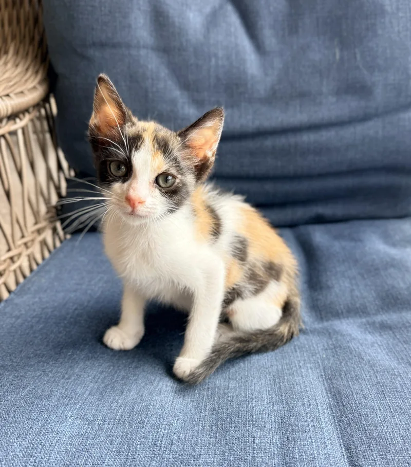 A baby small-sized female Calico cat named Jocelyn for adoption in Tavares, FL