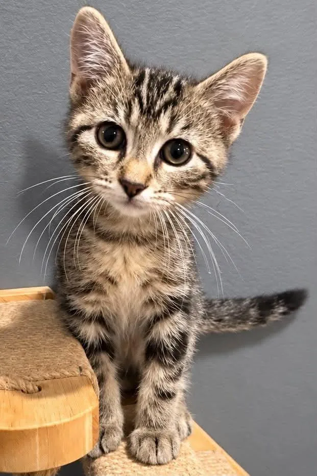 A baby medium-sized male Tabby (Brown / Chocolate) Domestic Short Hair cat named Oscar for adoption in Sioux Falls, SD
