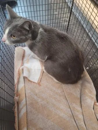 An adult medium-sized female Domestic Short Hair cat named Molly for adoption in San Pedro, CA