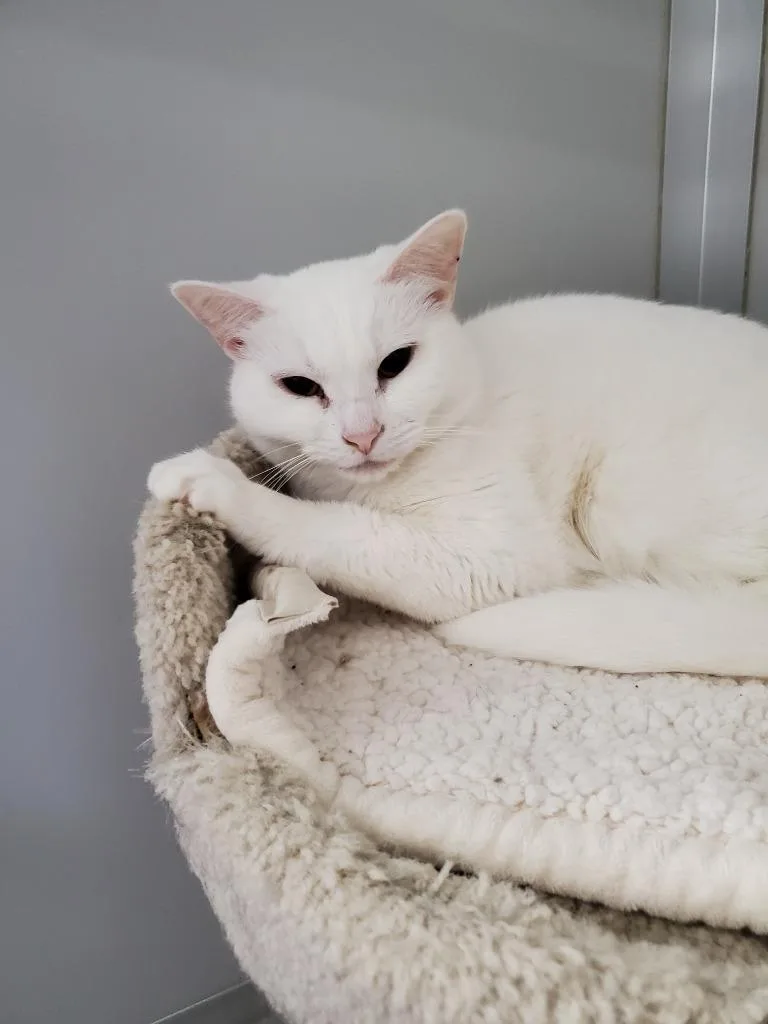 An adult medium-sized female Domestic Short Hair cat named Clementine for adoption in Rockford, IL