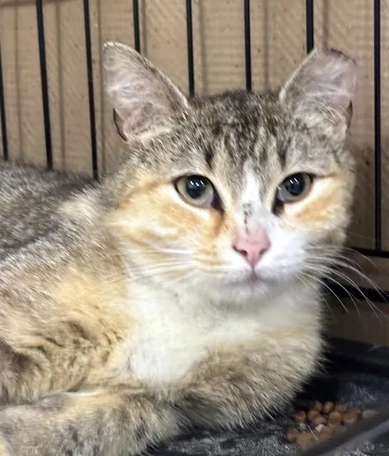 A young medium-sized female Domestic Short Hair cat named Belle for adoption in Dedham, MA