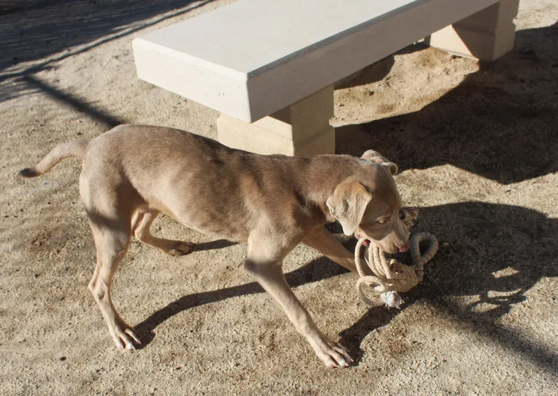 A baby large-sized female Weimaraner dog named Tikka for adoption in Yucca Valley, CA