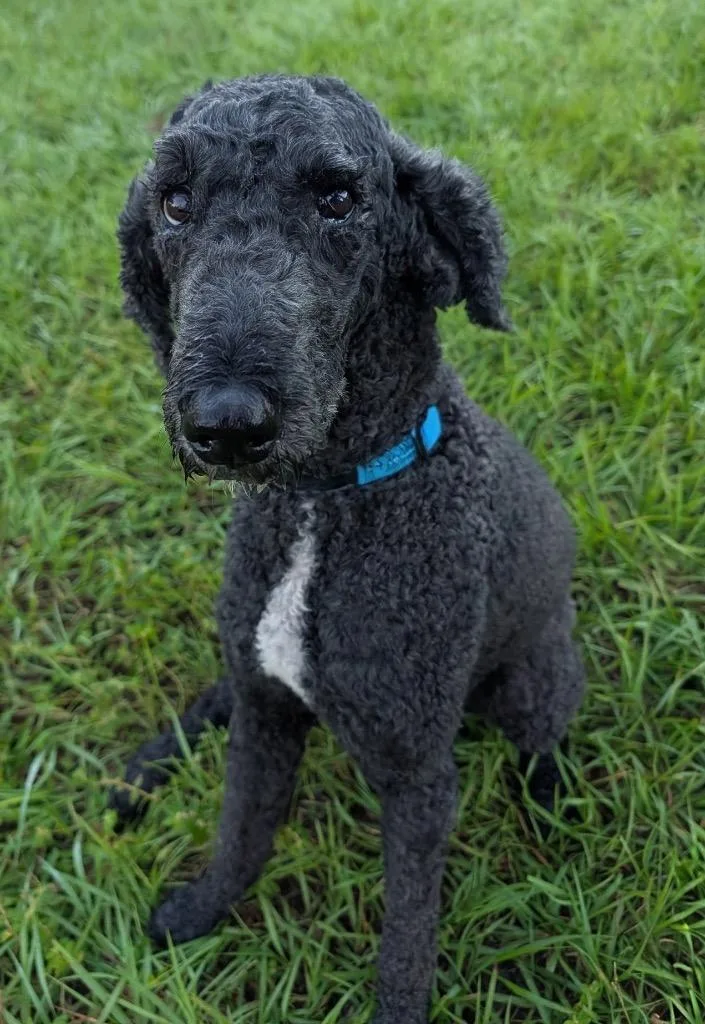A young medium-sized male Poodle dog named VesperVery Good Boy! for adoption in Fort Myers, FL