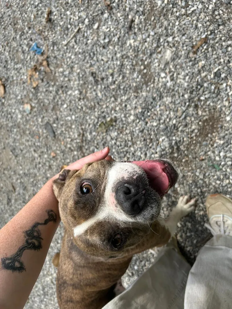 Suki