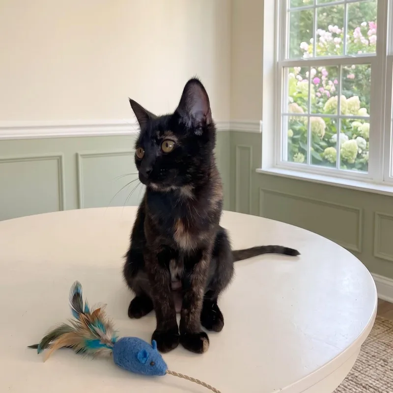 A baby medium-sized female Tortoiseshell Domestic Short Hair cat named PolkaDots for adoption in Allen, TX