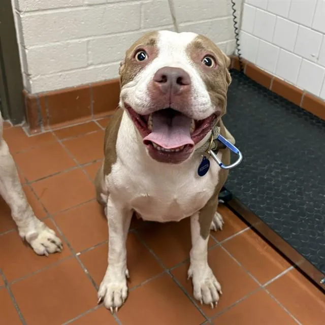 An adult large-sized female Pit Bull Terrier dog named A for adoption in Camarillo, CA