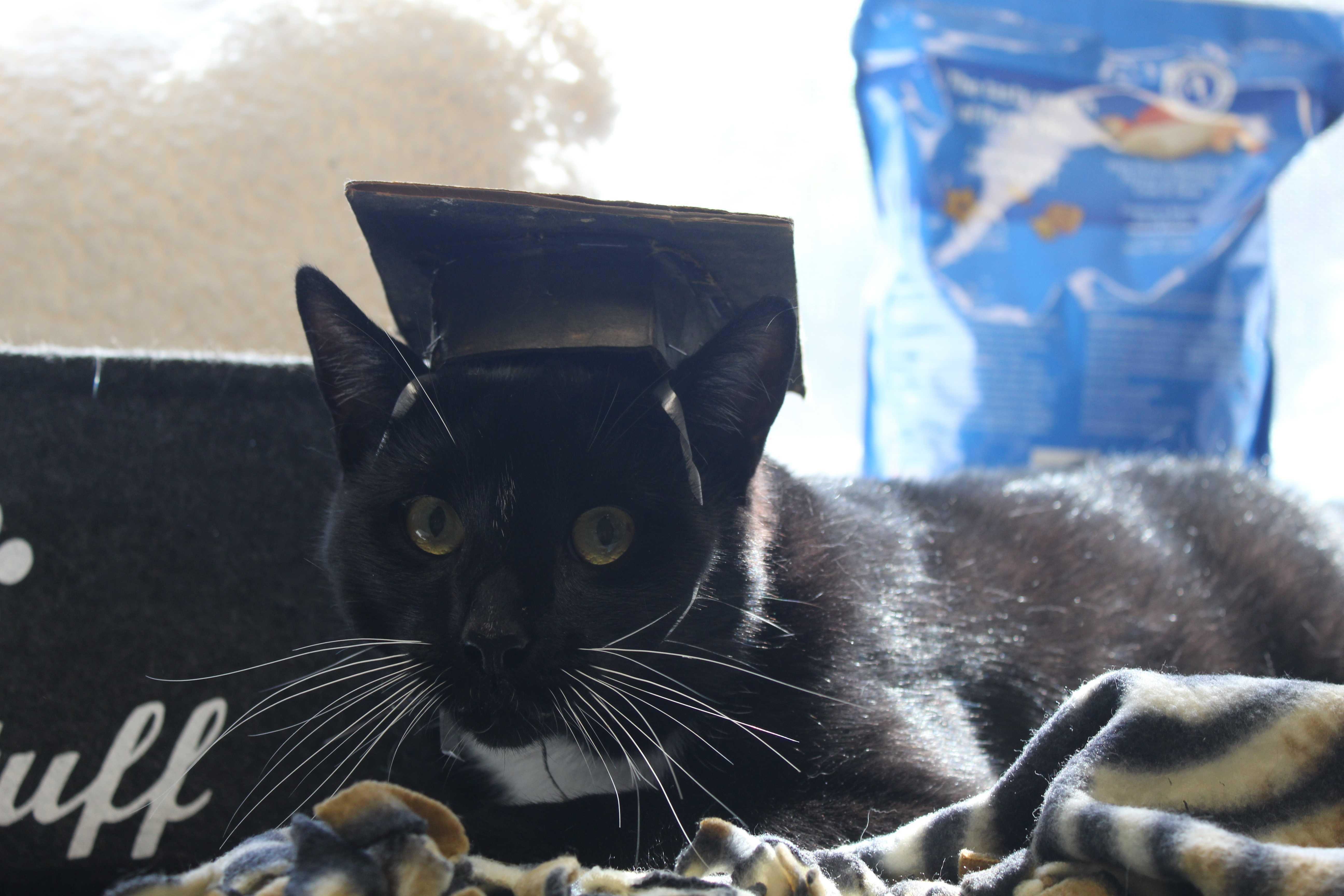 An adult small-sized male Domestic Short Hair cat named Professional Businessman for adoption in Manchester, NH