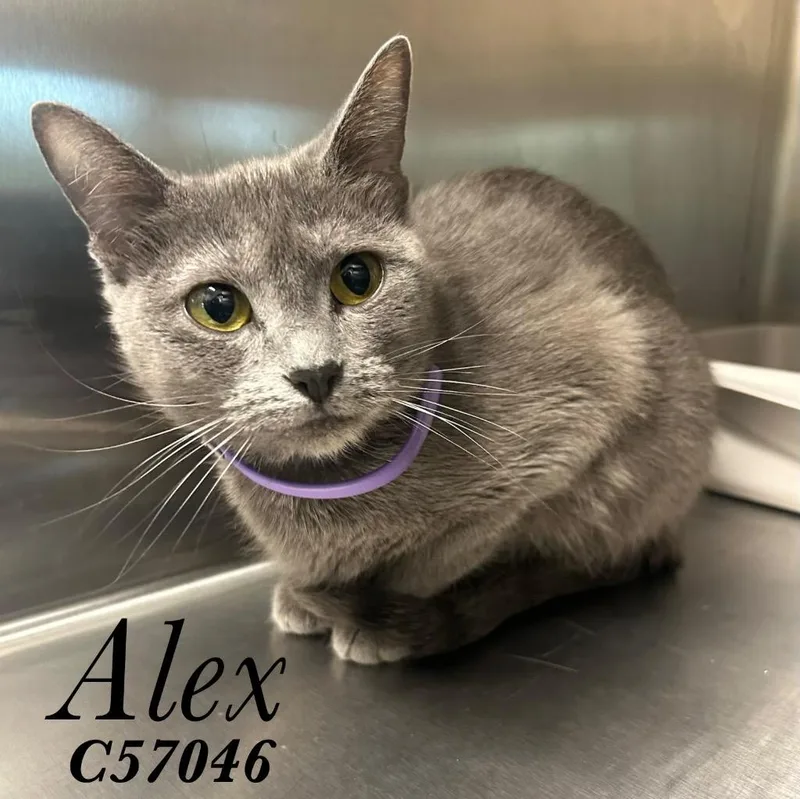 Alex