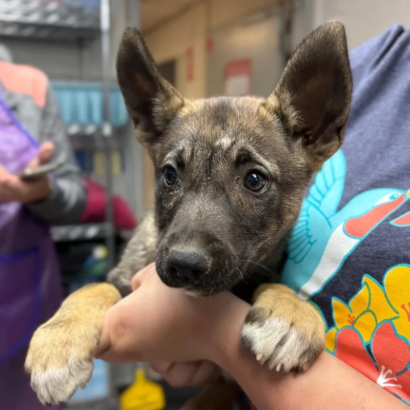 A baby medium-sized female Sable Mixed Breed dog named Lilly for adoption in Spokane, WA