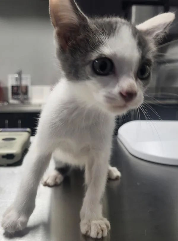 A baby small-sized female Domestic Short Hair cat named Kd Swirl for adoption in Lawrenceville, GA