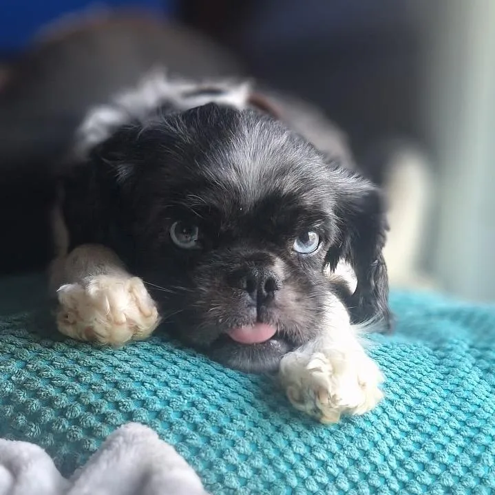 Loki