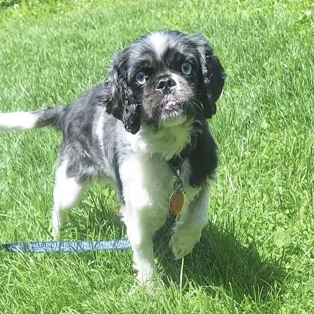 Loki thumbnail 2