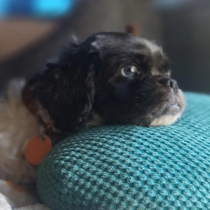 Loki thumbnail 3