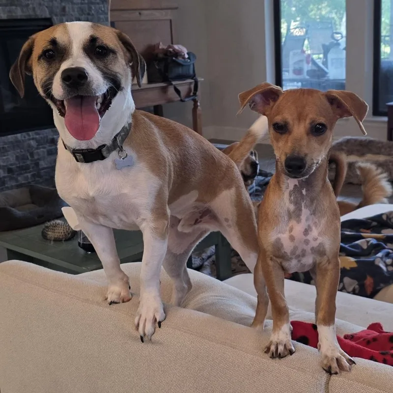 A young small-sized male Sable Chihuahua dog named Piccolo for adoption in Bastrop, TX