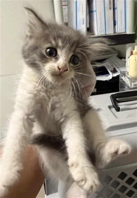 A baby small-sized male Domestic Short Hair cat named Finn for adoption in Bakersfield, CA