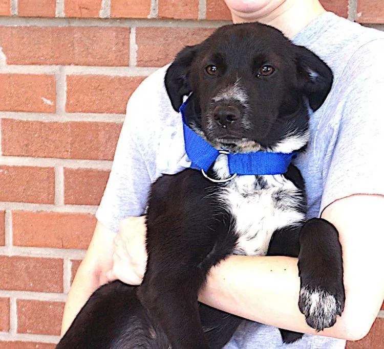 A young medium-sized female Black Border Collie dog named Charlotte for adoption in Carrollton, TX