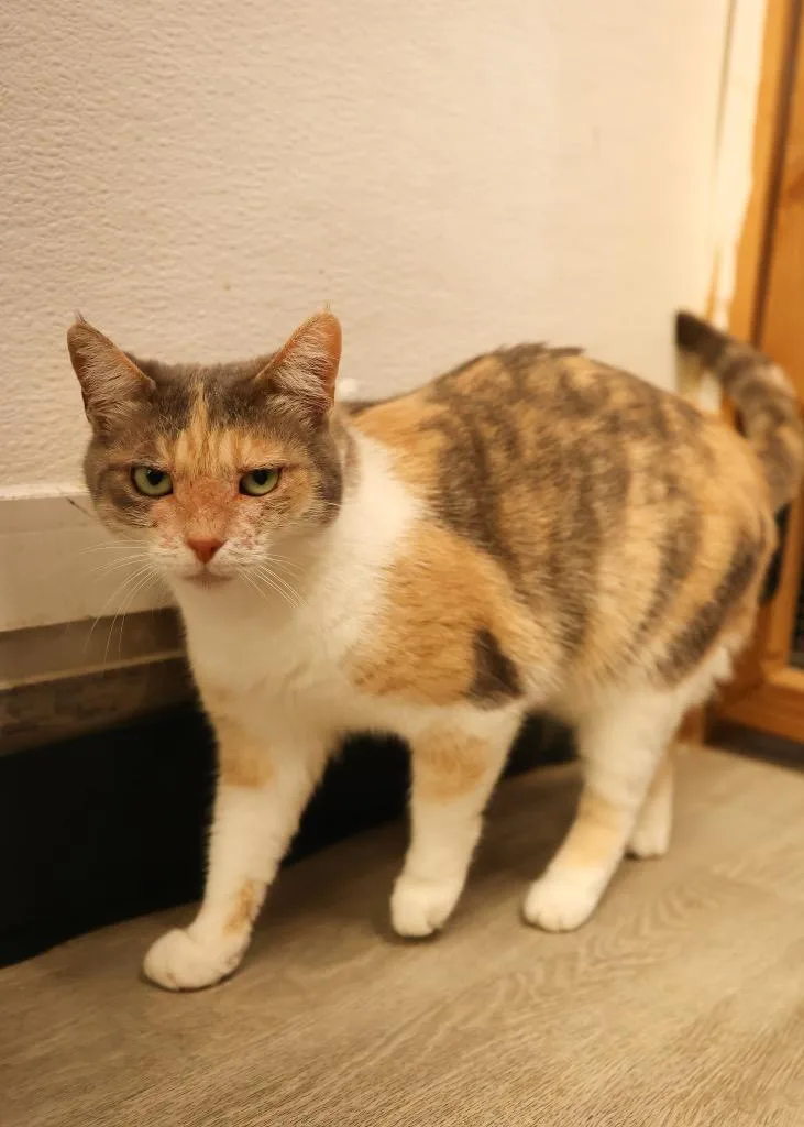 A young medium-sized female Dilute Tortoiseshell Dilute Tortoiseshell cat named Kimberly for adoption in Mira Loma, CA