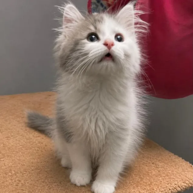 A baby small-sized female Gray / Blue / Silver Domestic Long Hair cat named Mira for adoption in Andover, MN