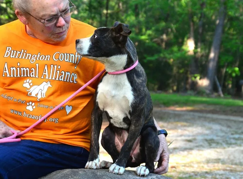 A young medium-sized female Boston Terrier dog named Brandi for adoption in Willingboro, NJ