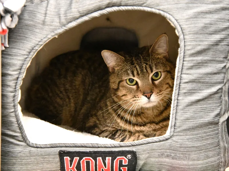 An adult medium-sized male Tabby (Buff / Tan / Fawn) Domestic Short Hair cat named Soybean for adoption in Fairhope, AL