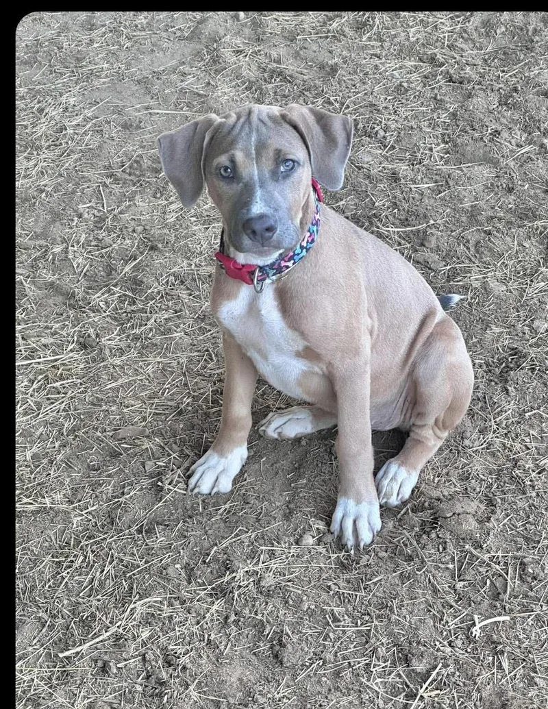 A baby medium-sized female Shepherd dog named Lolli for adoption in Manchester, CT