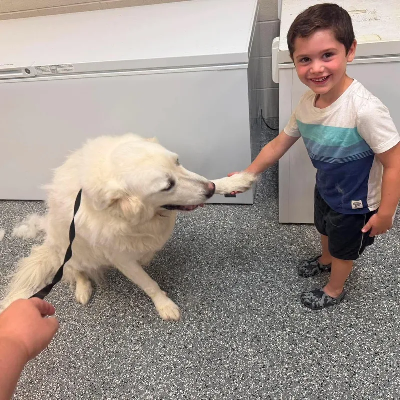 An adult extra large-sized male Great Pyrenees dog named Bear for adoption in Minooka, IL
