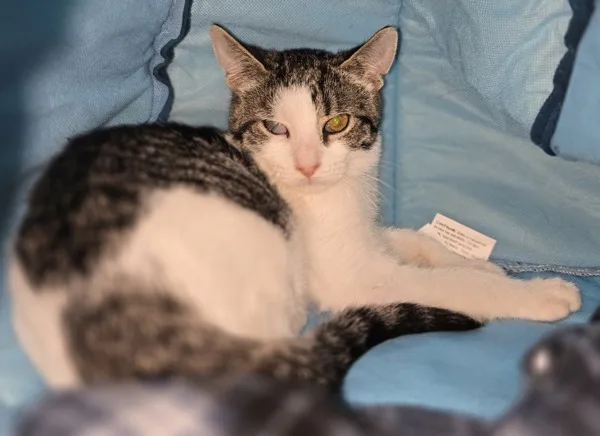 A young medium-sized female Domestic Short Hair cat named Blake for adoption in Kingston, NY