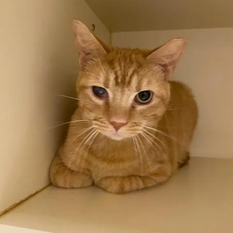 An adult large-sized male Orange / Red Domestic Short Hair cat named Balsam for adoption in Dayton, OH