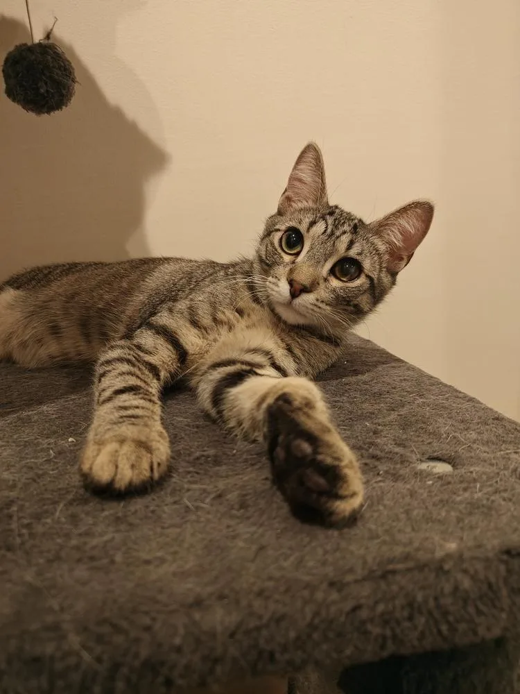 A baby small-sized male Domestic Short Hair cat named Powerline for adoption in Chicago, IL