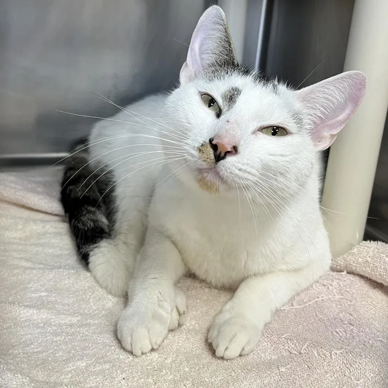 An adult medium-sized female White Domestic Short Hair cat named "Nancy Drew" for adoption in Perkiomenville, PA