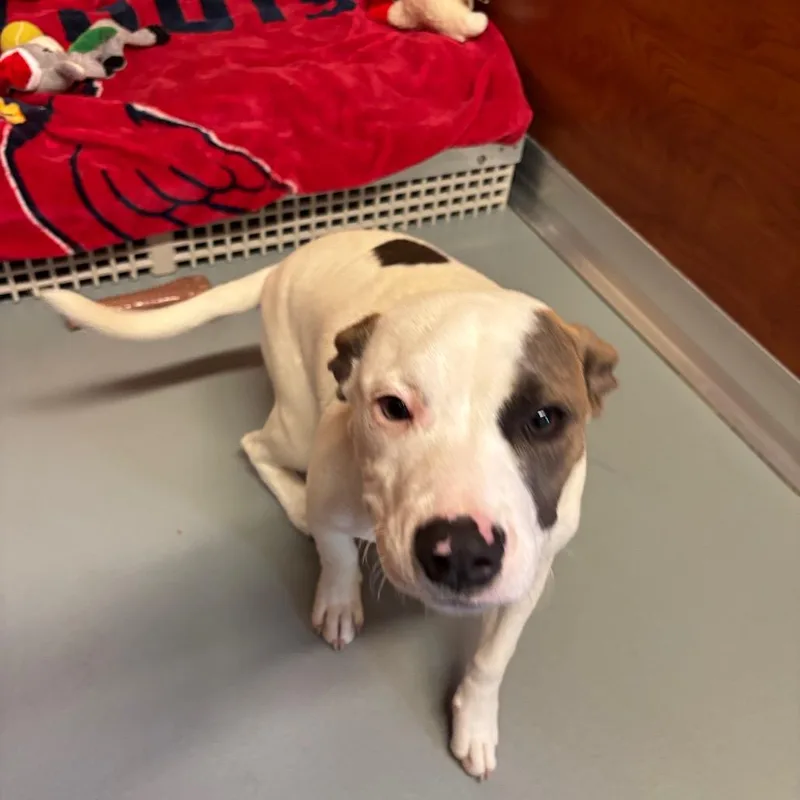 A young medium-sized female White / Cream Mixed Breed dog named Dottie for adoption in Saint Charles, MO