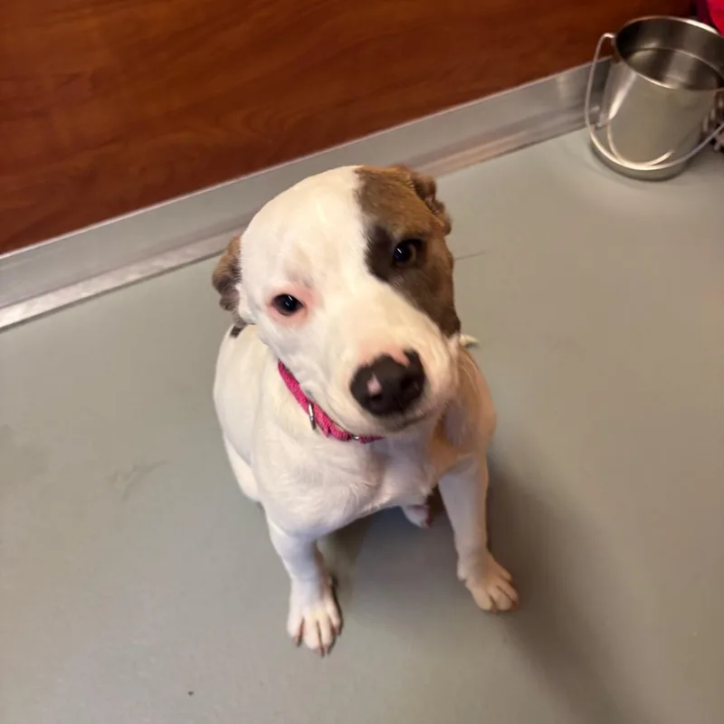 Dottie thumbnail 2