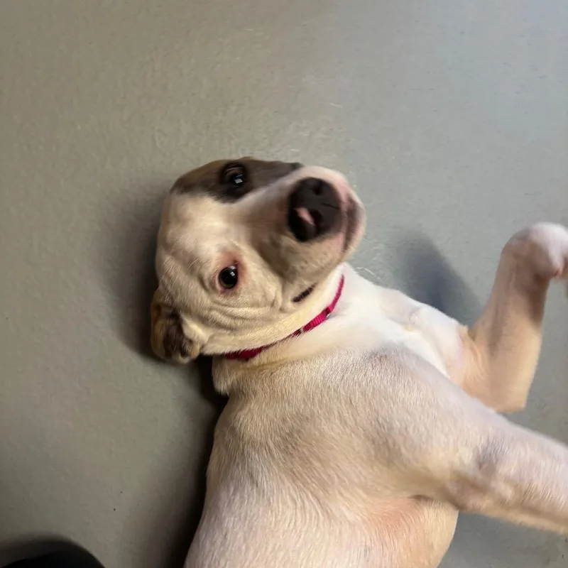Dottie thumbnail 3