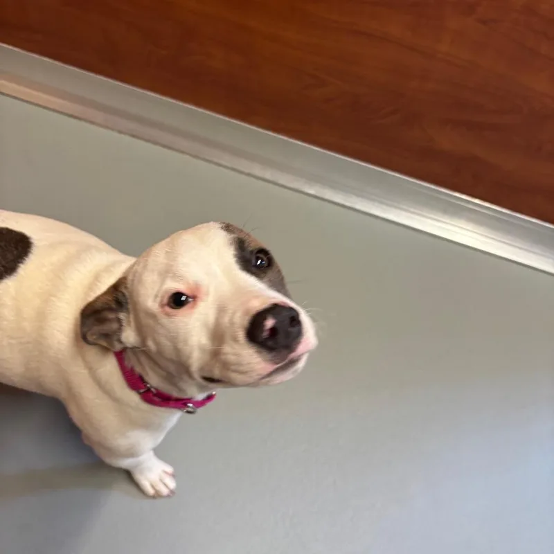 Dottie thumbnail 5