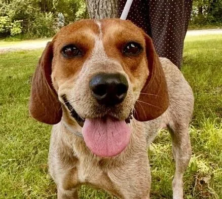 A young medium-sized female Tricolor (Brown, Black, & White) English Coonhound dog named Gwen for adoption in Washington, DC