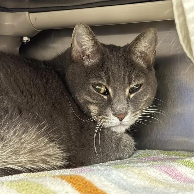An adult large-sized female Domestic Short Hair cat named Misty for adoption in Las Vegas, NV