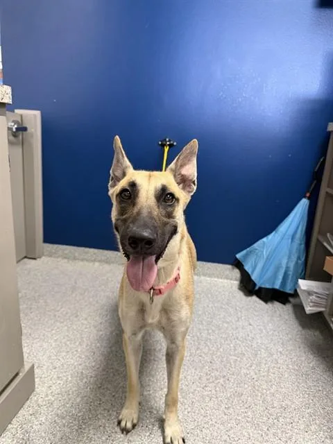 An adult large-sized female Belgian Shepherd / Malinois dog named Chloe for adoption in Pasadena, TX