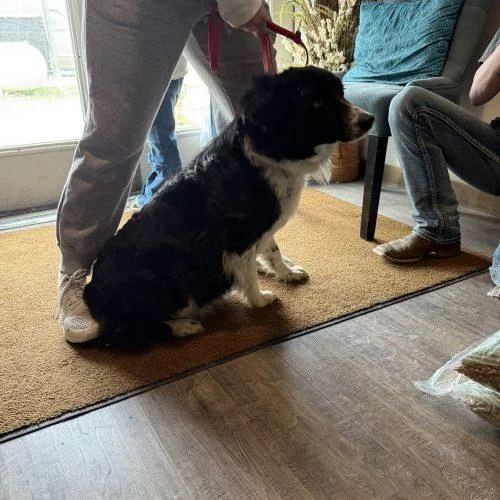 A young medium-sized female Black Australian Shepherd dog named Darlin for adoption in Dillon, MT
