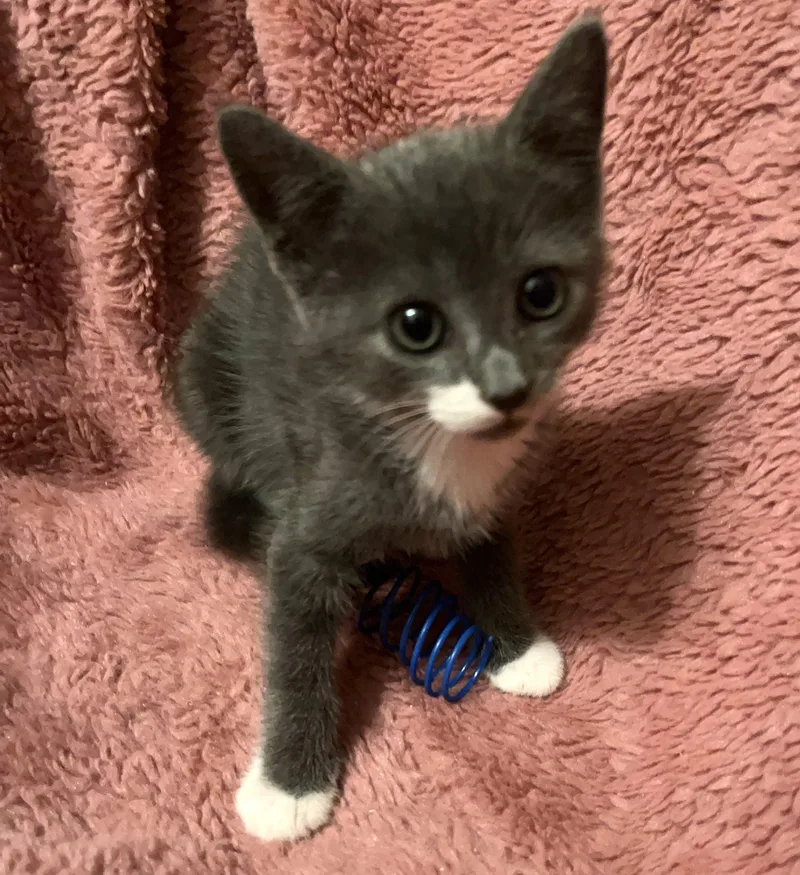 A baby medium-sized female Domestic Short Hair cat named Inky for adoption in Columbia, SC